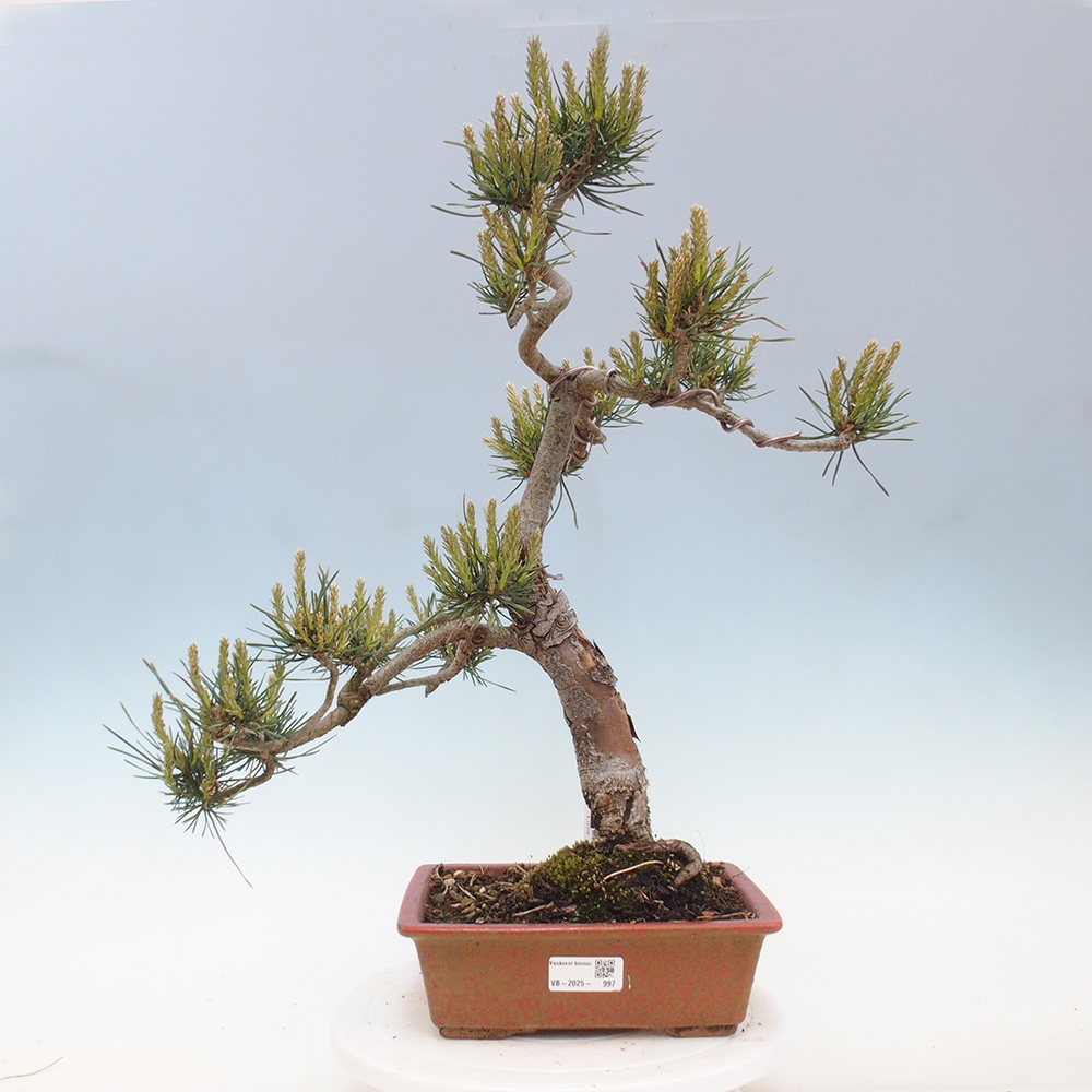 Vonkajšie bonsai - Pinus Sylvestris - Borovica lesná