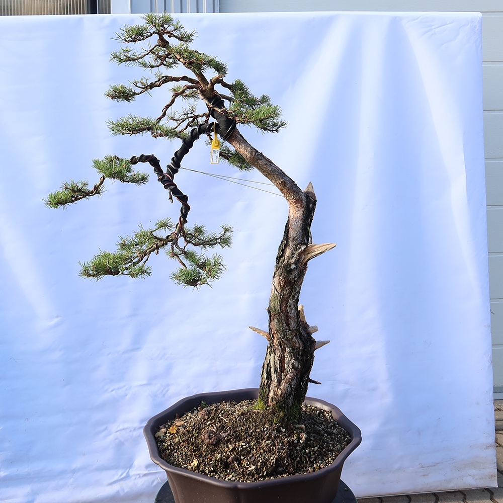 Pinus sylvestris Španielsko – borovica lesná