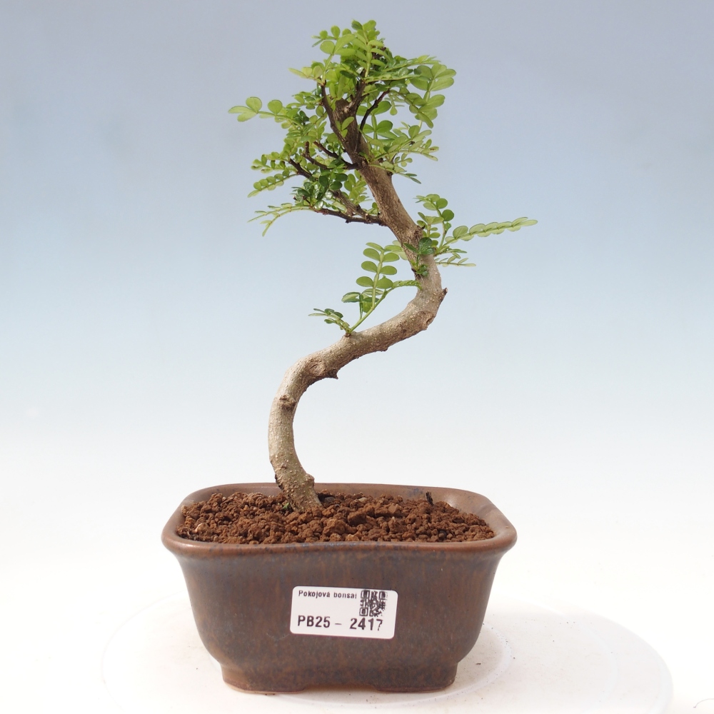 Izbová bonsai - Zantoxylum piperitum - korenistý
