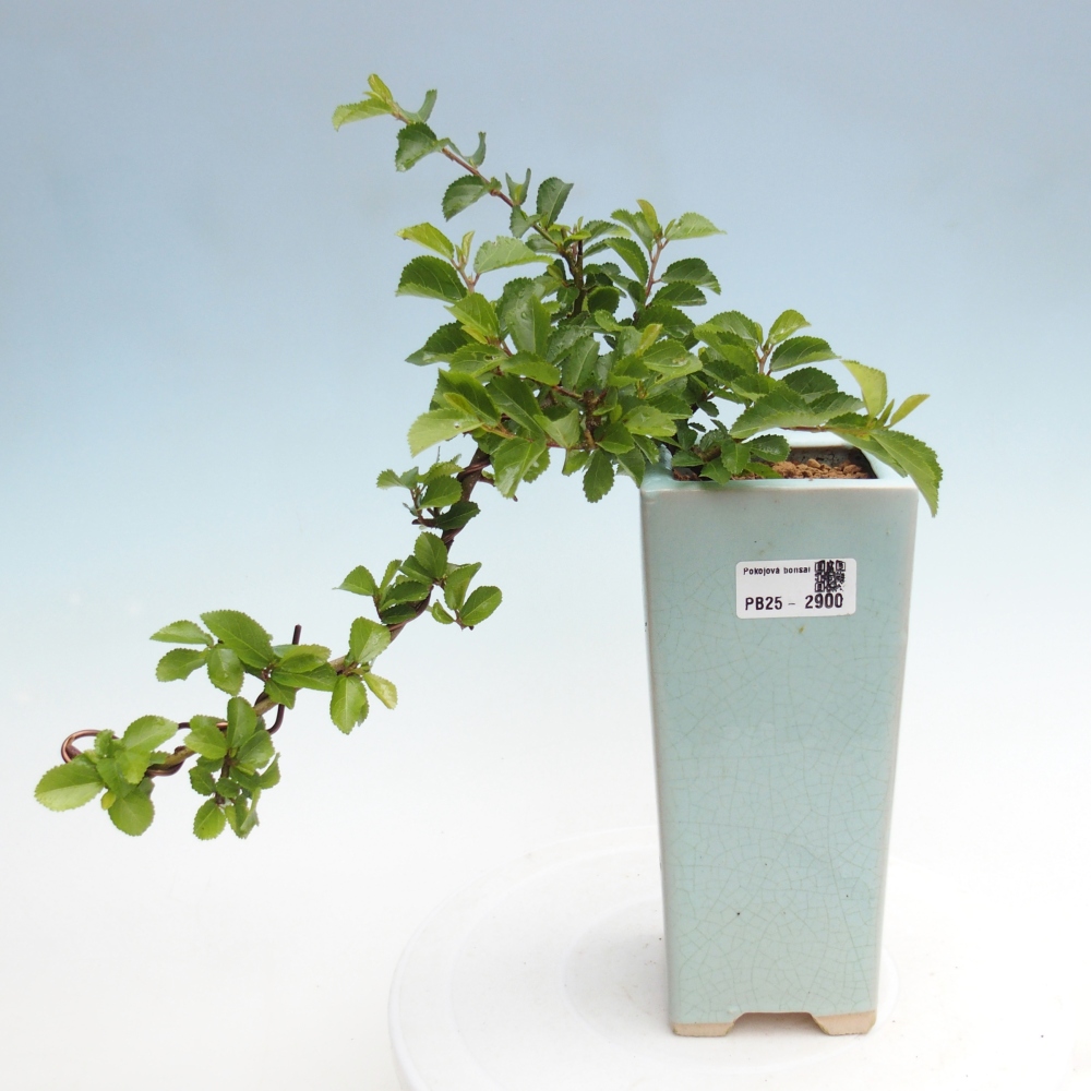 Izbová bonsai - Grewia occidentalis - Hviezdica levanduľová