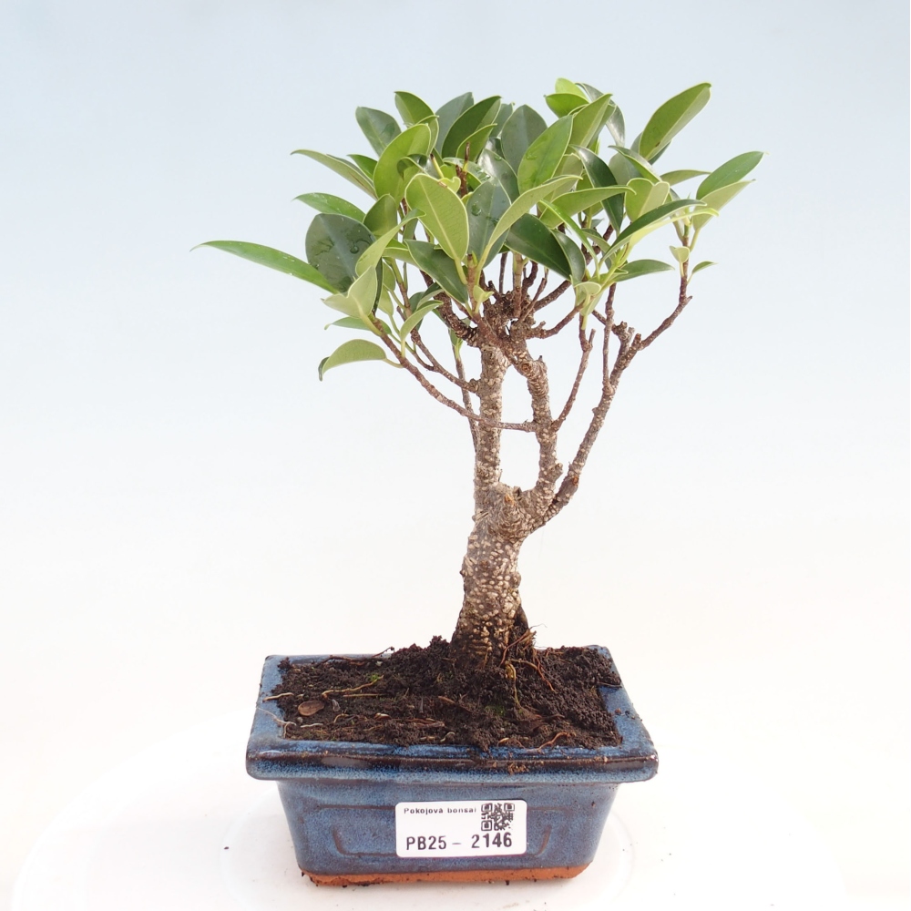 Izbová bonsai - Malolistý fikus - Ficus kimmen