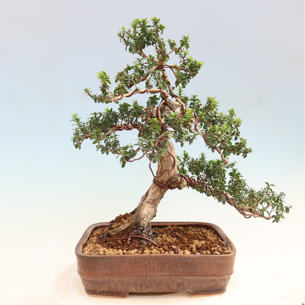 Izba bonsai – Myrtus communis – Myrta obyčajná