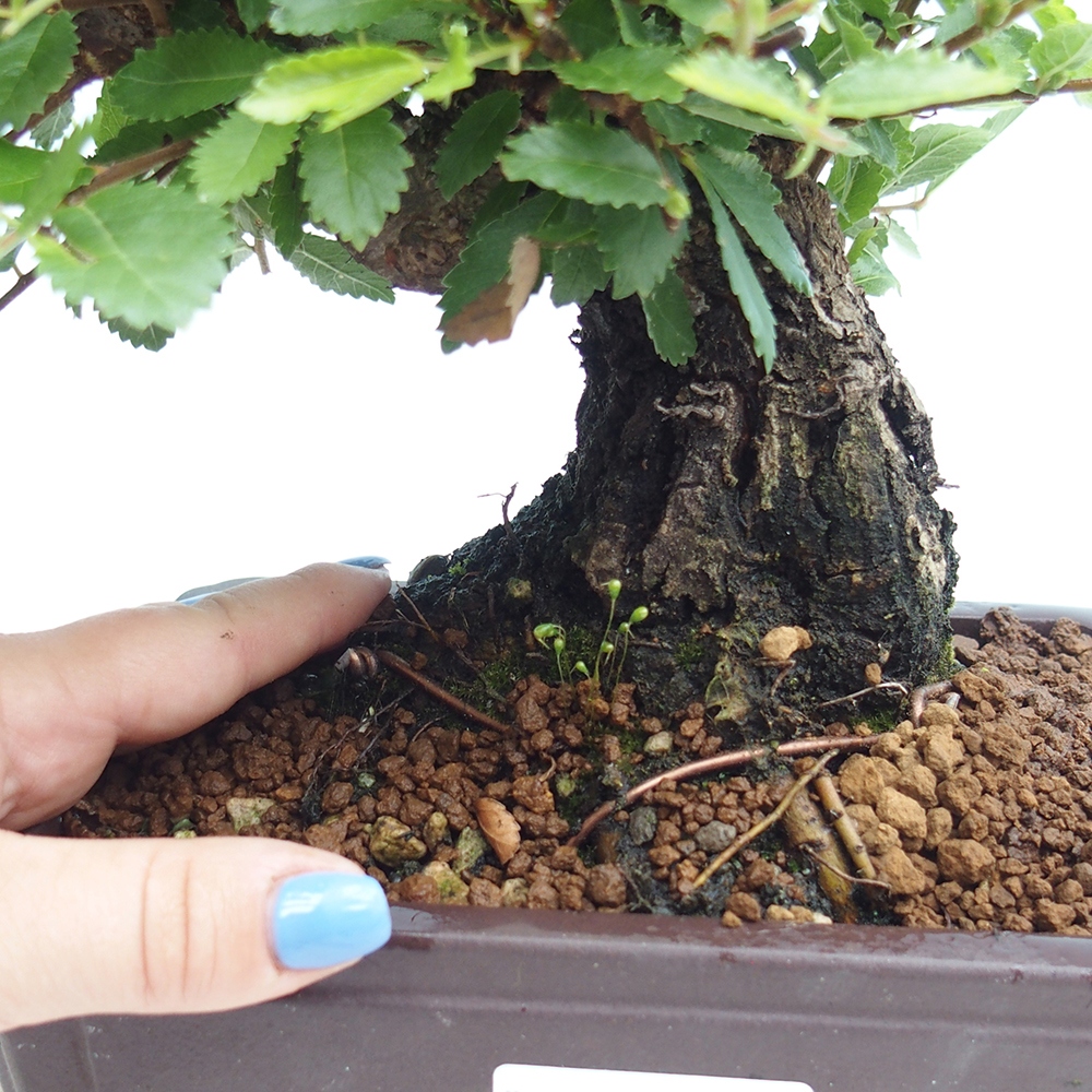 Vonkajšie bonsai - Zelkova - Zelkova Nirom