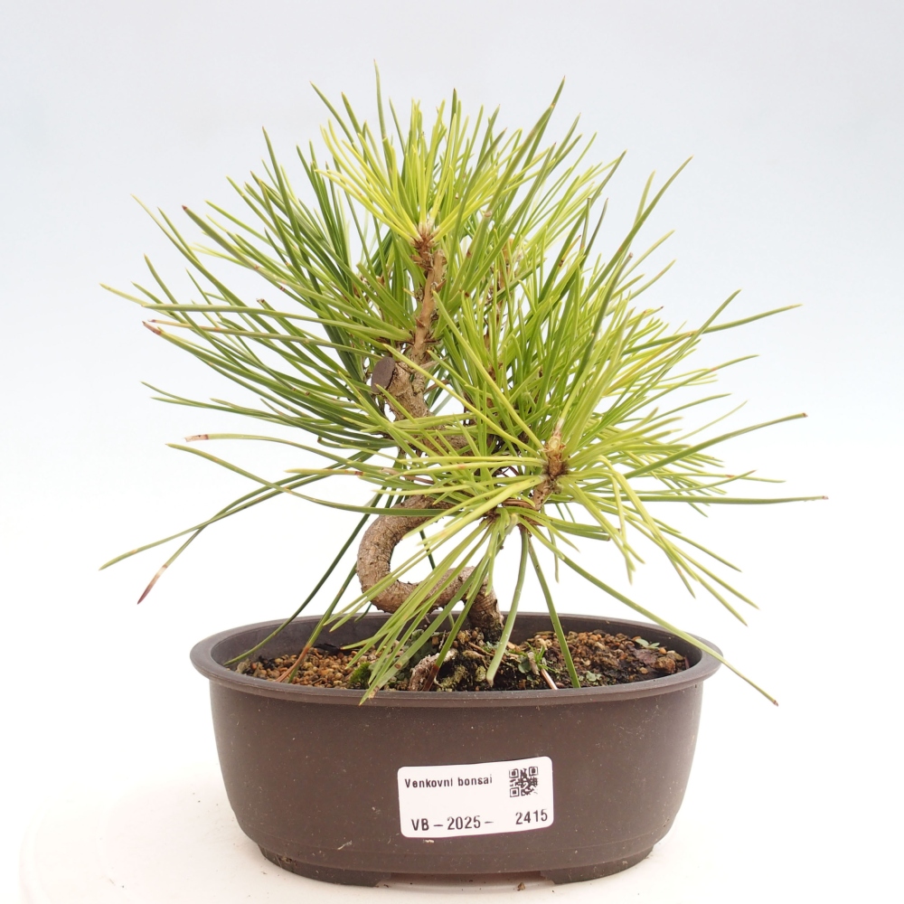 Vonkajší bonsai - Pinus thunbergii - Borovica thunbergova