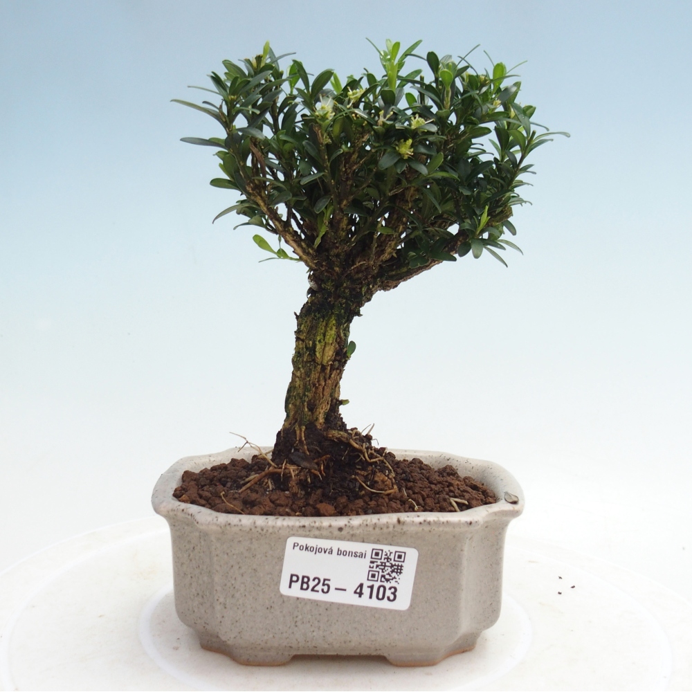 Izbové bonsaje - Buxus harlandii - korkový buxus