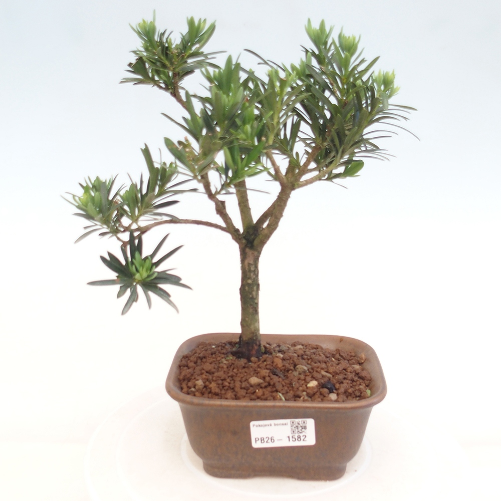 Izbové bonsaje - Podocarpus - Kamenný tis