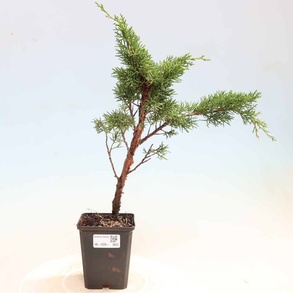 Vonkajší bonsaj - Juniperus chinensis Kishu