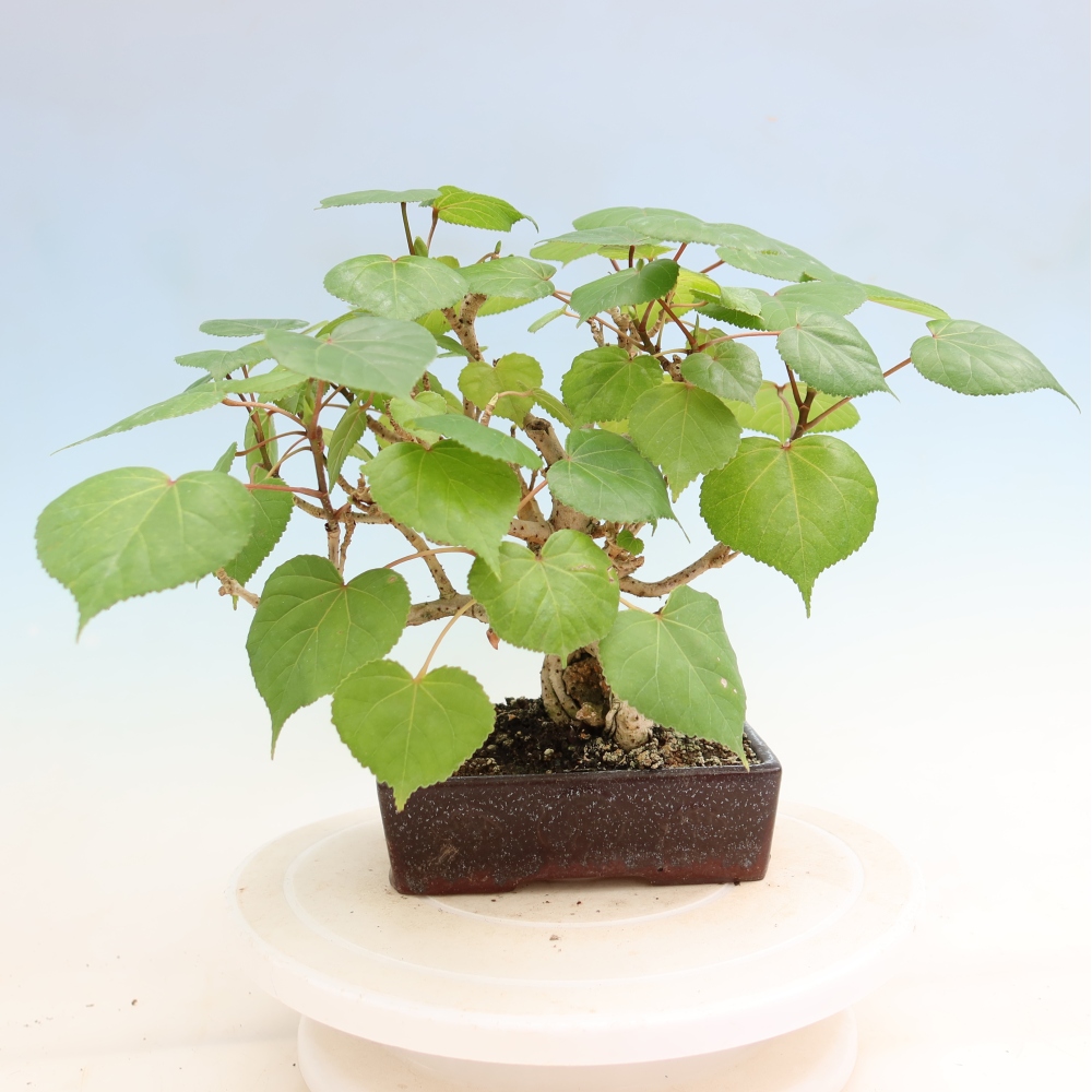 Izbový bonsaj - Hibiscus tiliaceus - Ibišek morský