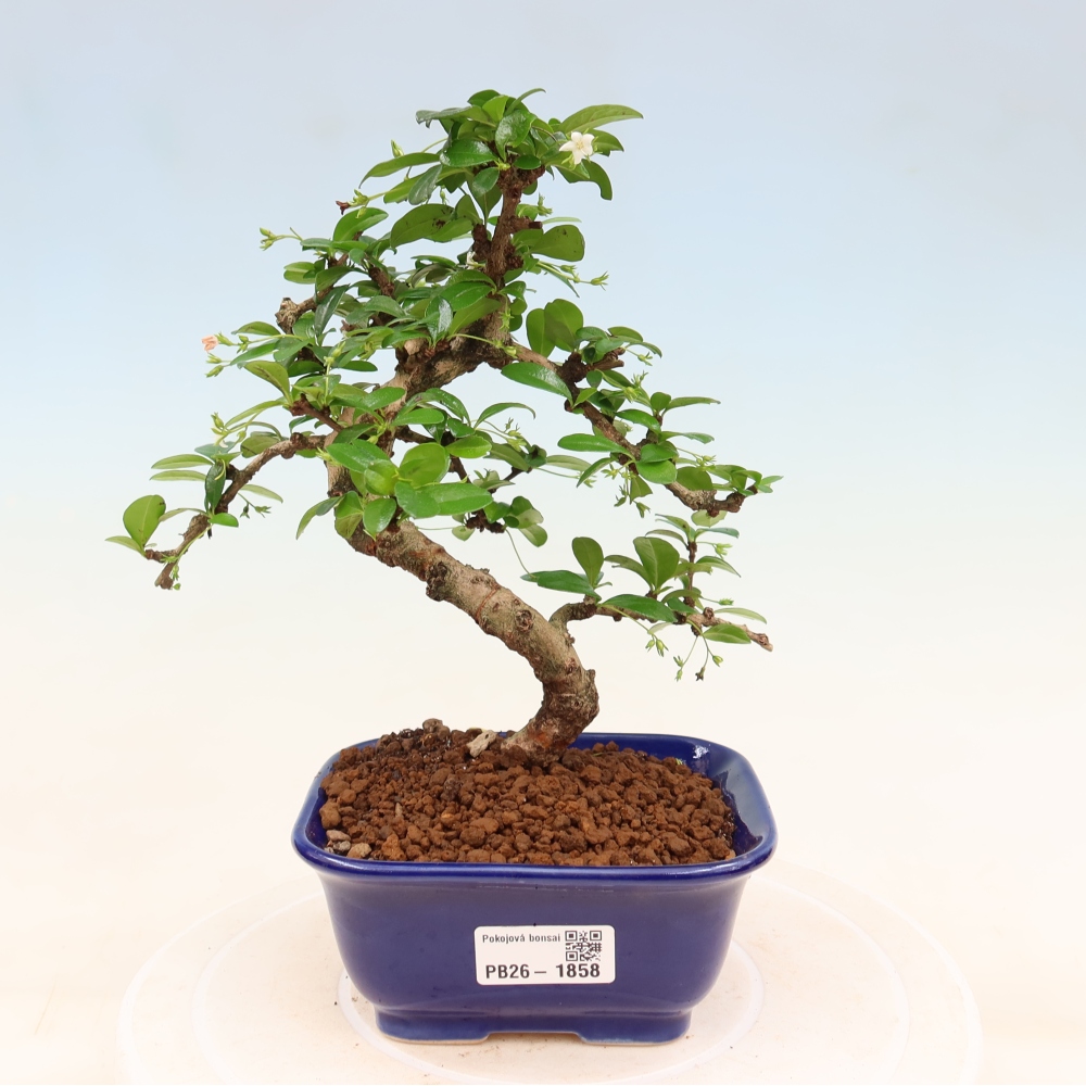 Izbové bonsaje - Carmona macrophylla - Tea fuki