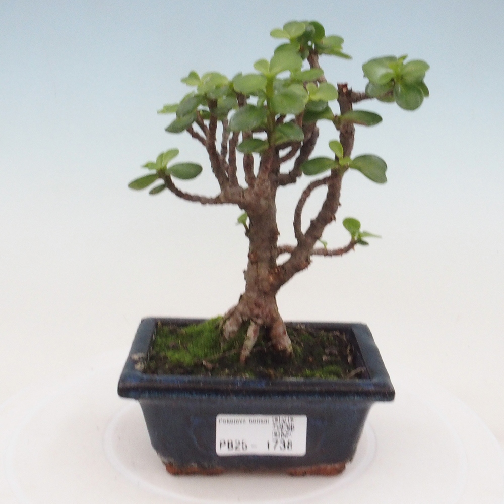 Izbová bonsai - Portulakaria Afra - Tlustice