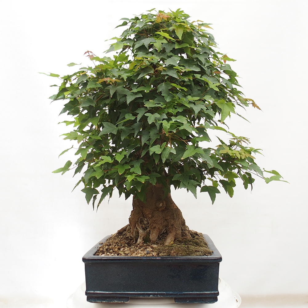 Vonkajšie bonsai - Javor Buergerianum - Javor Burgerův