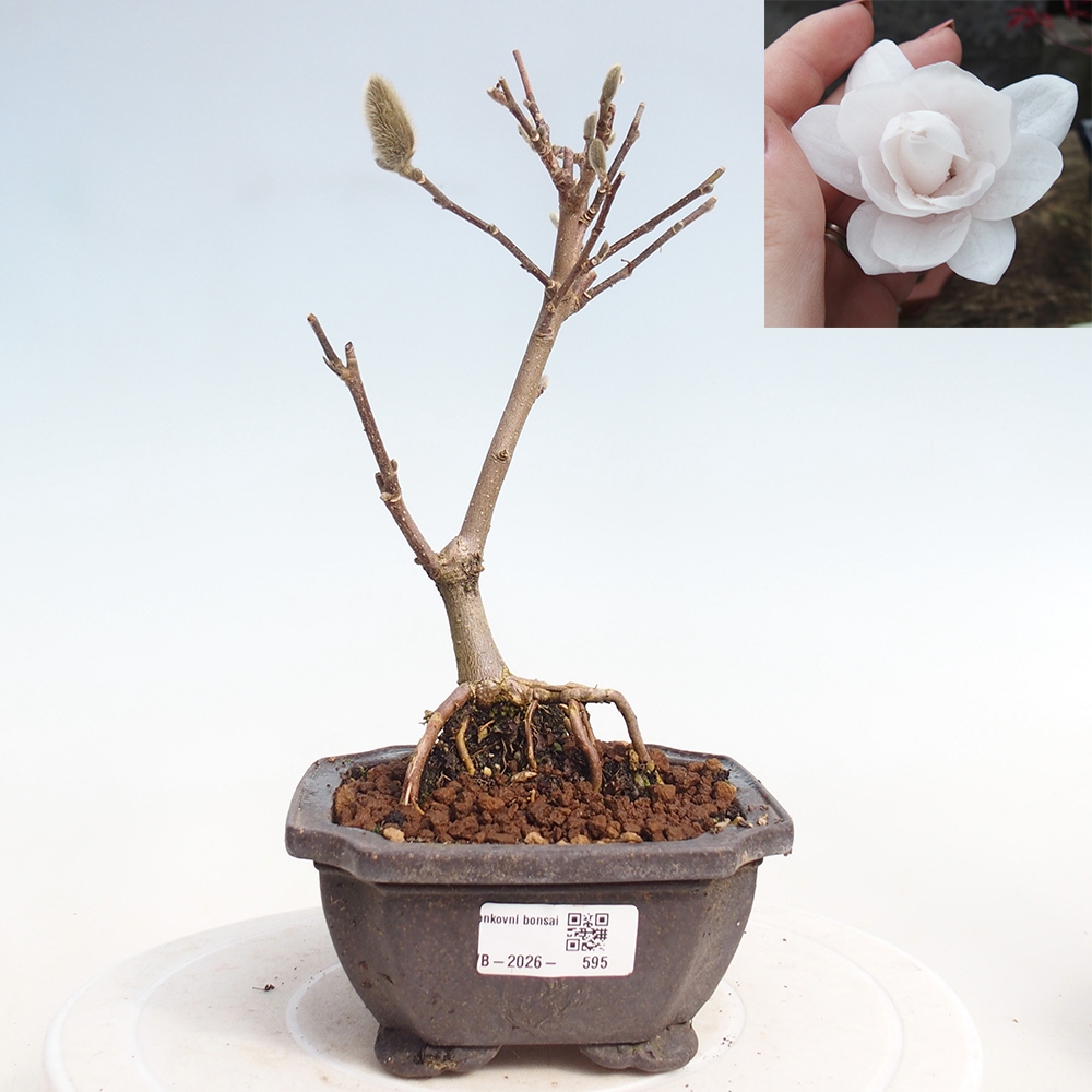 Vonkajšie bonsaje - Magnolia stellata