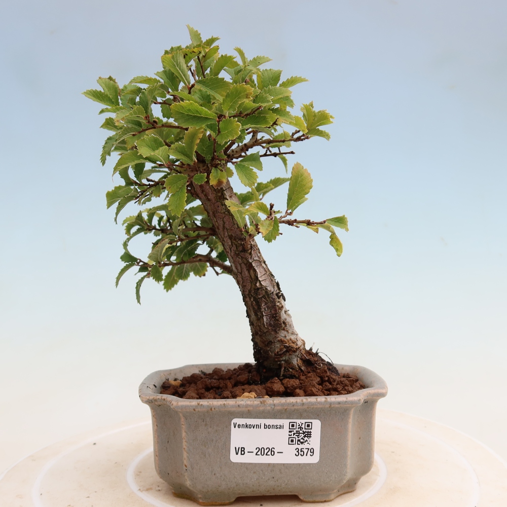Vonkajšie bonsaje - Zelkova - Zelkova NIRE