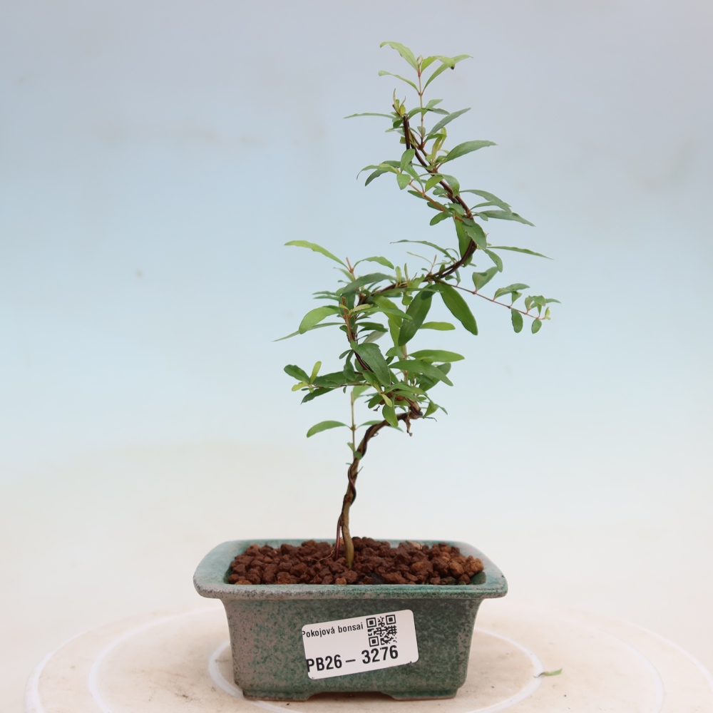 Izbový bonsaj-PUNICA granatum nana-Granátové jablko