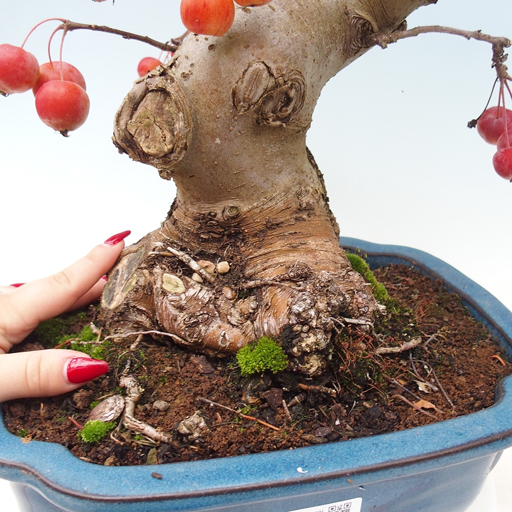 Vonkajší bonsai -Malus halliana - Maloplodá jabloň