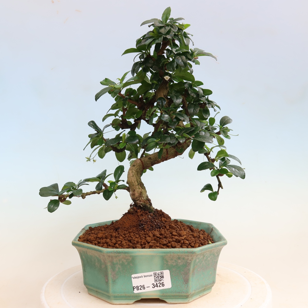 Izbové bonsaje - Carmona macrophylla - Tea fuki