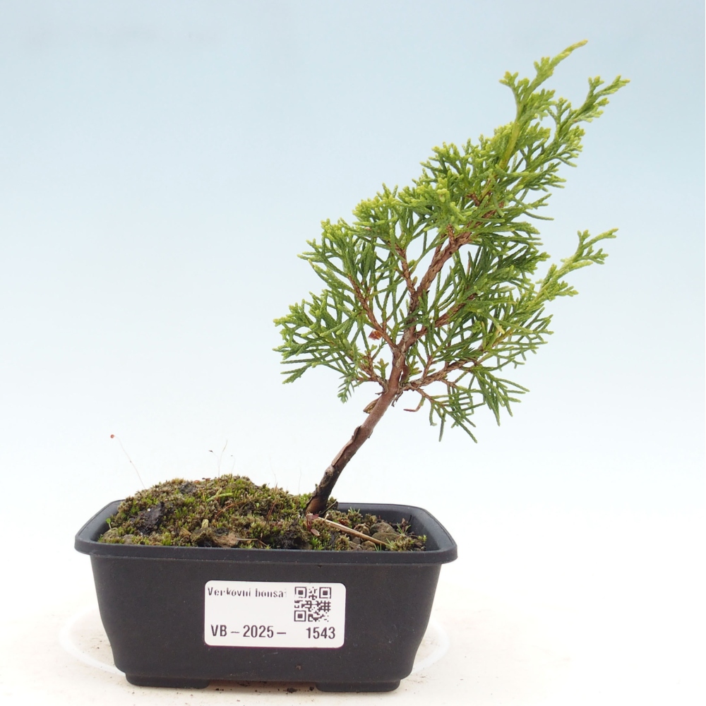Vonkajší bonsai - Juniperus chinensis Itoigawa -Jalovec čínsky