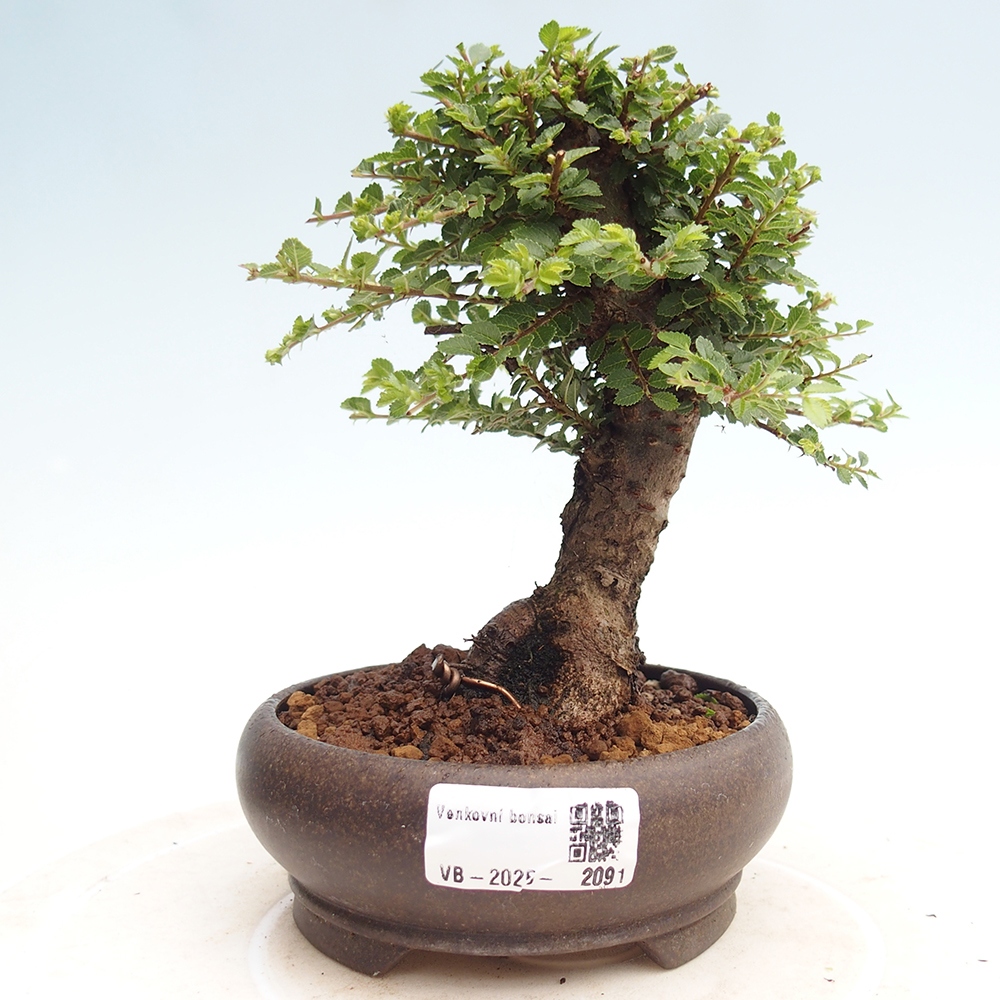 Vonkajší bonsai - Ulmus parvifolia Hokkaido - brest Čínsky