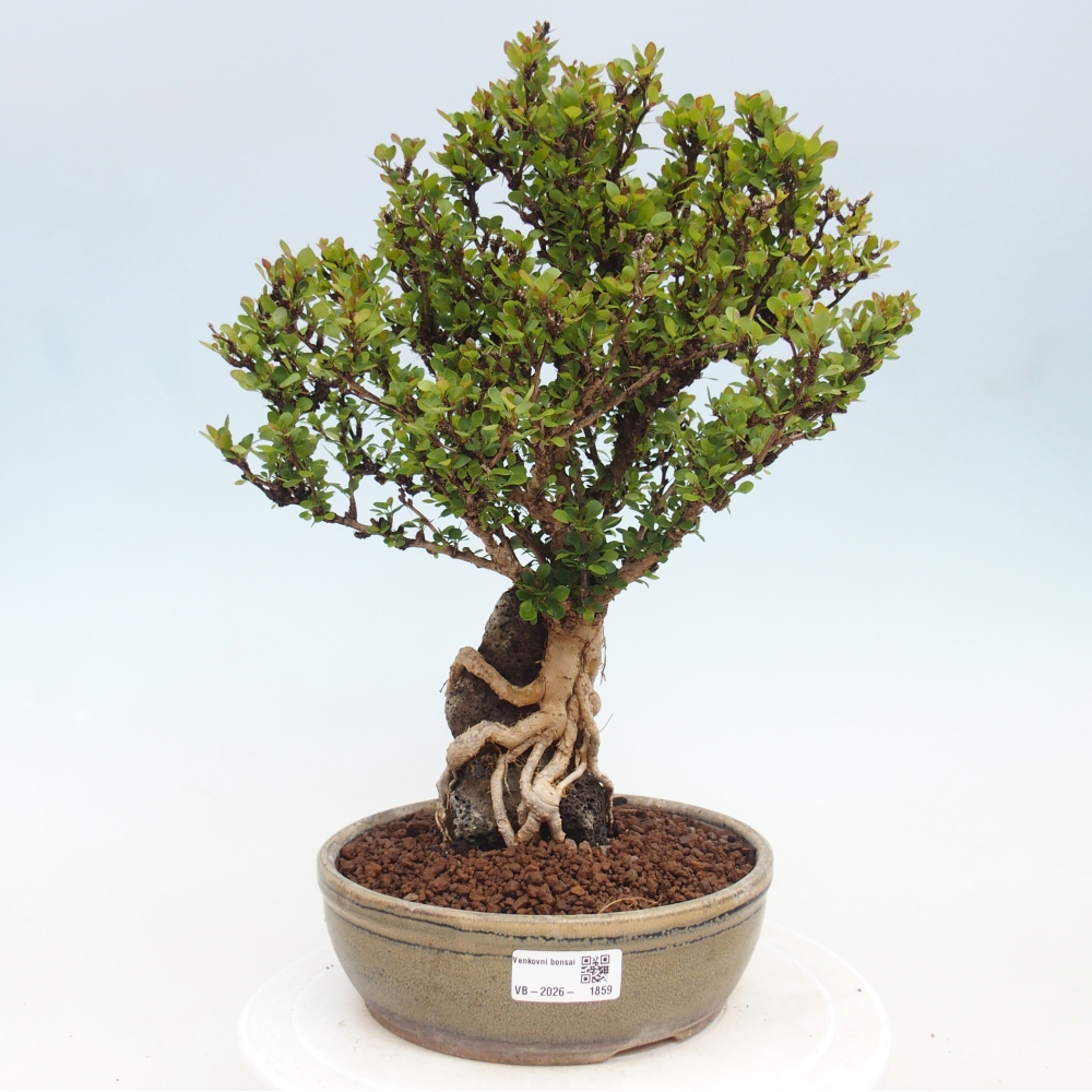 Vonkajšie bonsaje - Berberis coreana