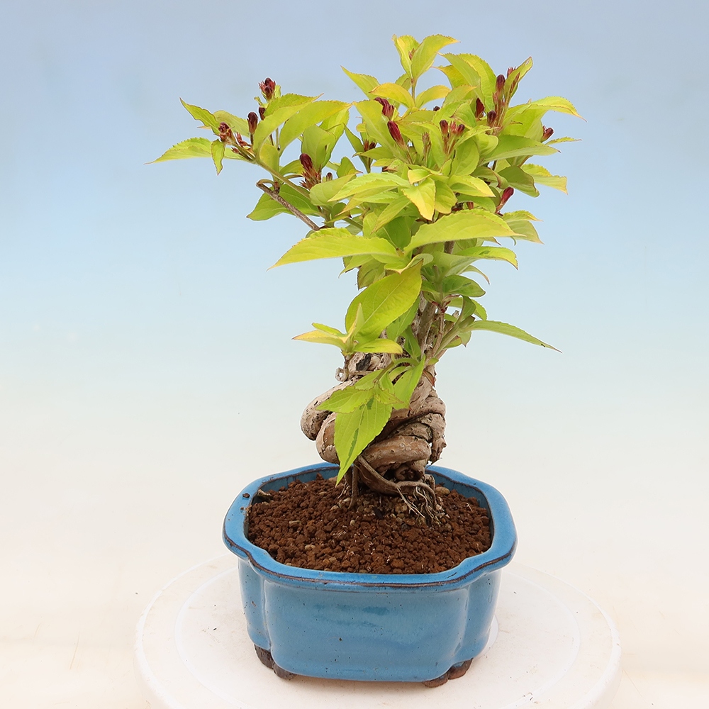 Vonkajší bonsai – Weigela subsessilis – vajgélia kórejská