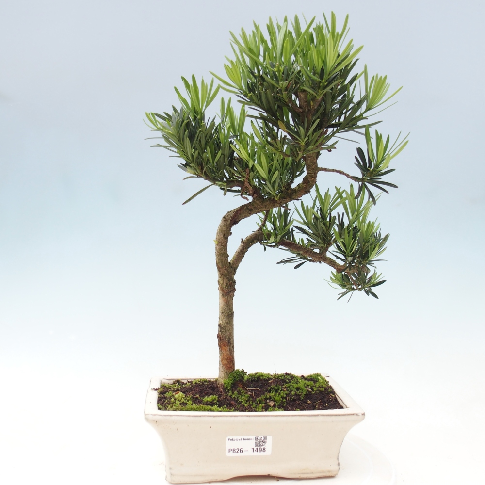 Izbové bonsaje - Podocarpus - Kamenný tis