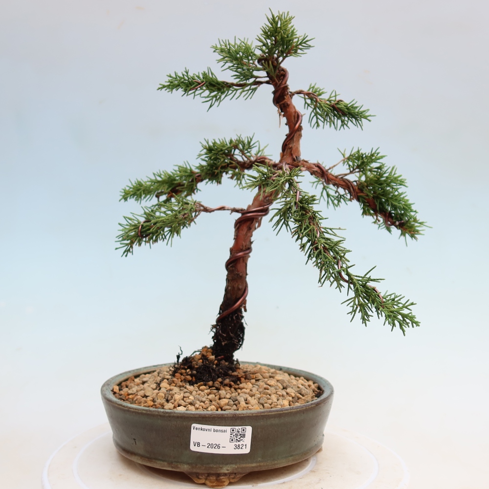 Vonkajší bonsaj - Juniperus chinensis Kishu