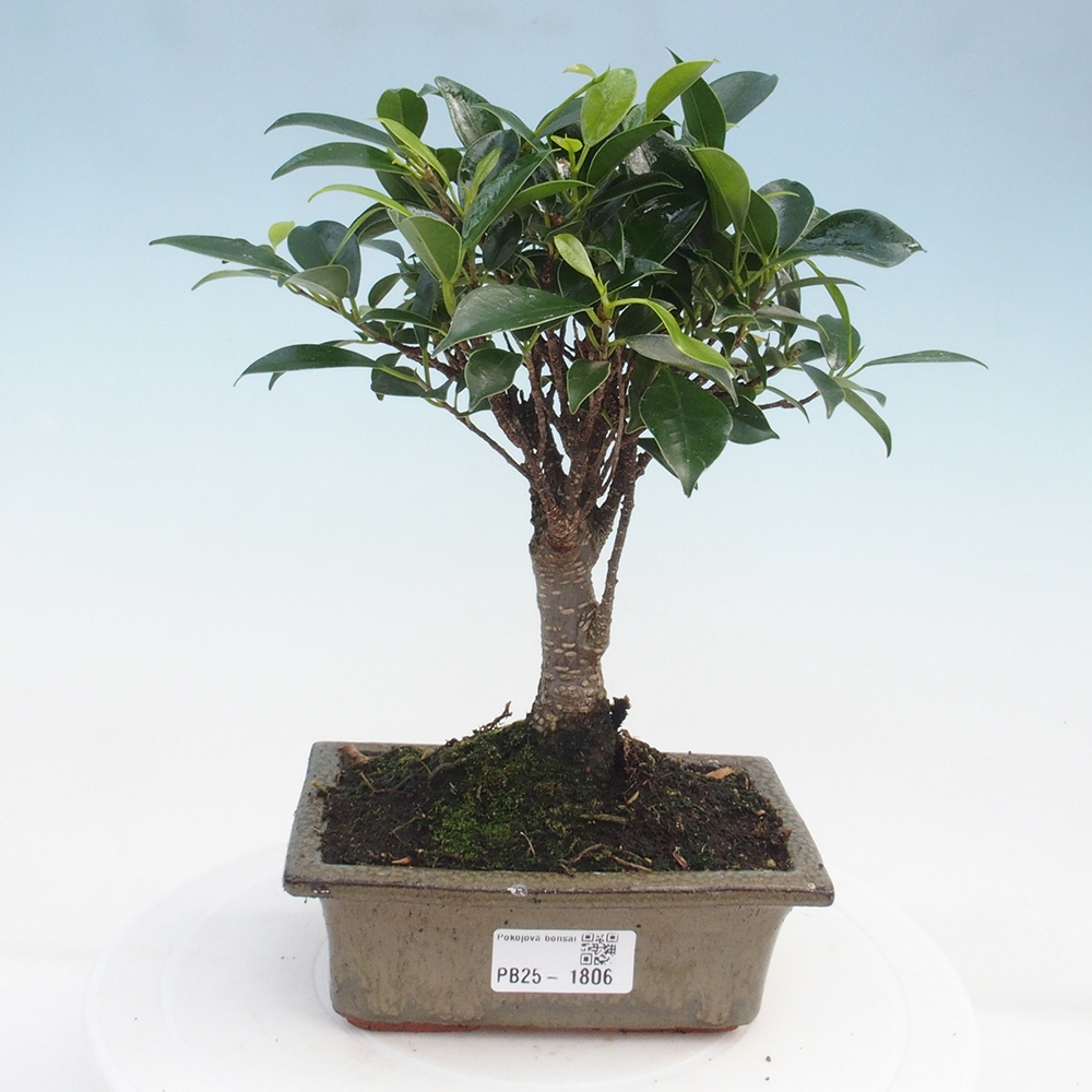 Izbová bonsai - Ficus retusa - malolistý fikus
