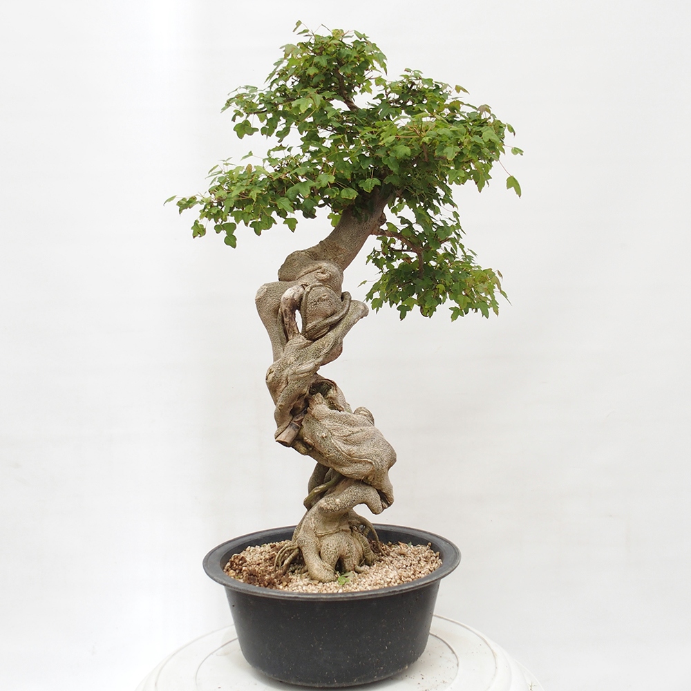 Vonkajšie bonsai - Javor Buergerianum - Javor Burgerův