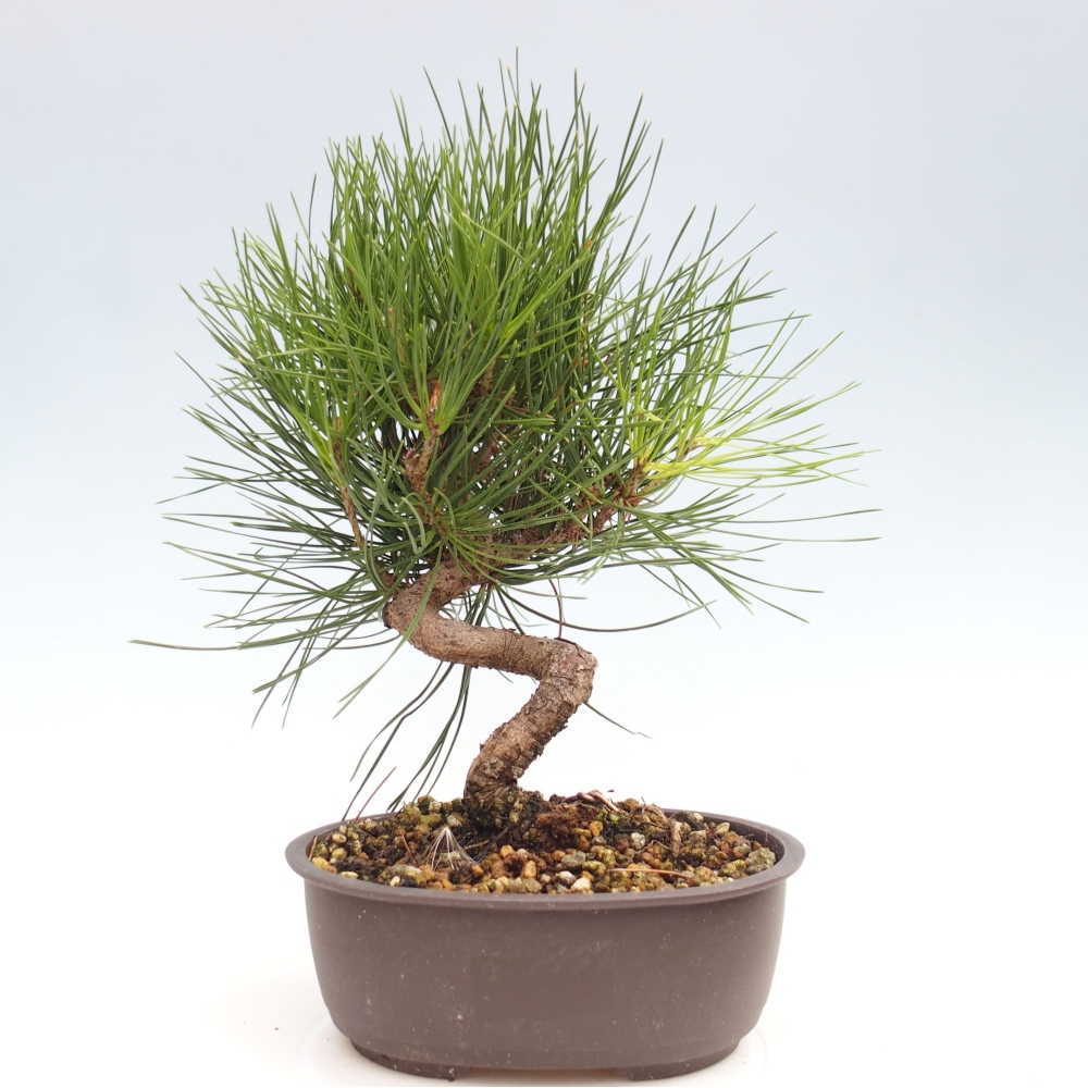 Vonkajší bonsai - Pinus thunbergii - Borovica thunbergova