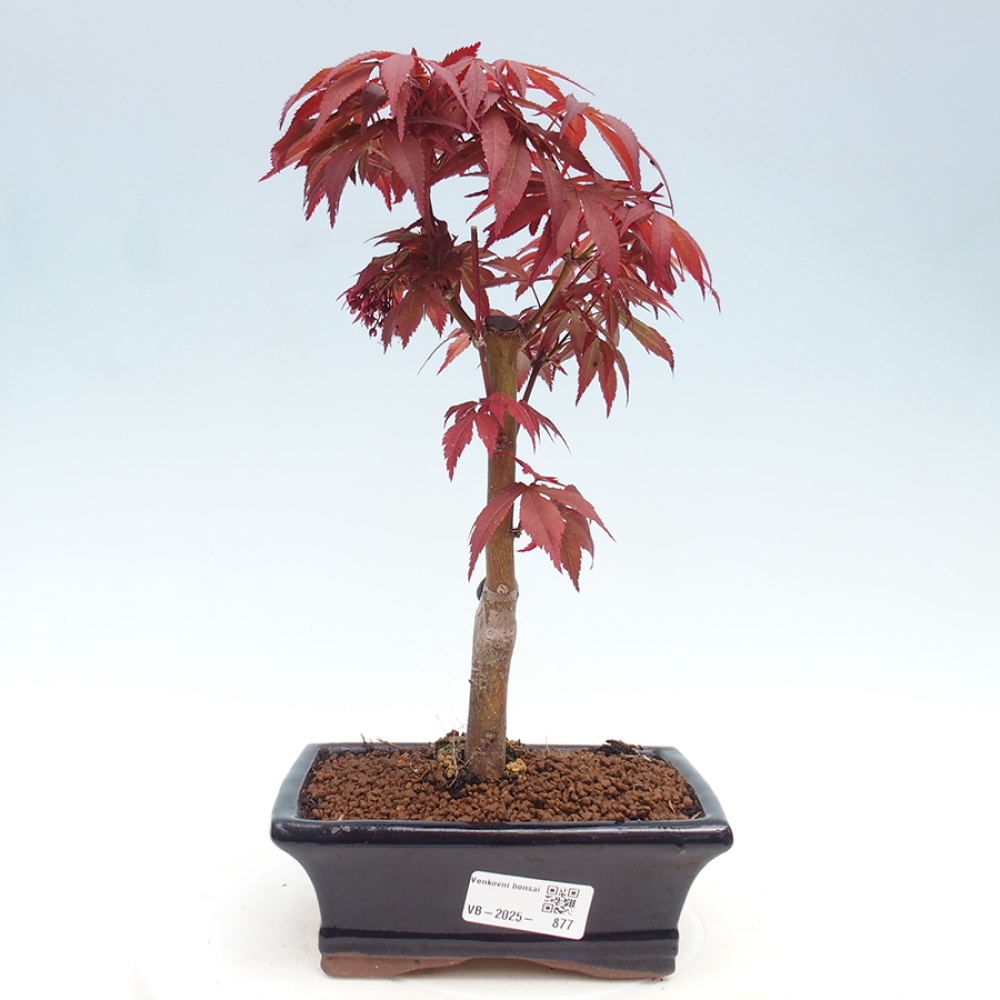 Vonkajší bonsai - Acer palm. Atropurpureum-Javor dlanitolistý