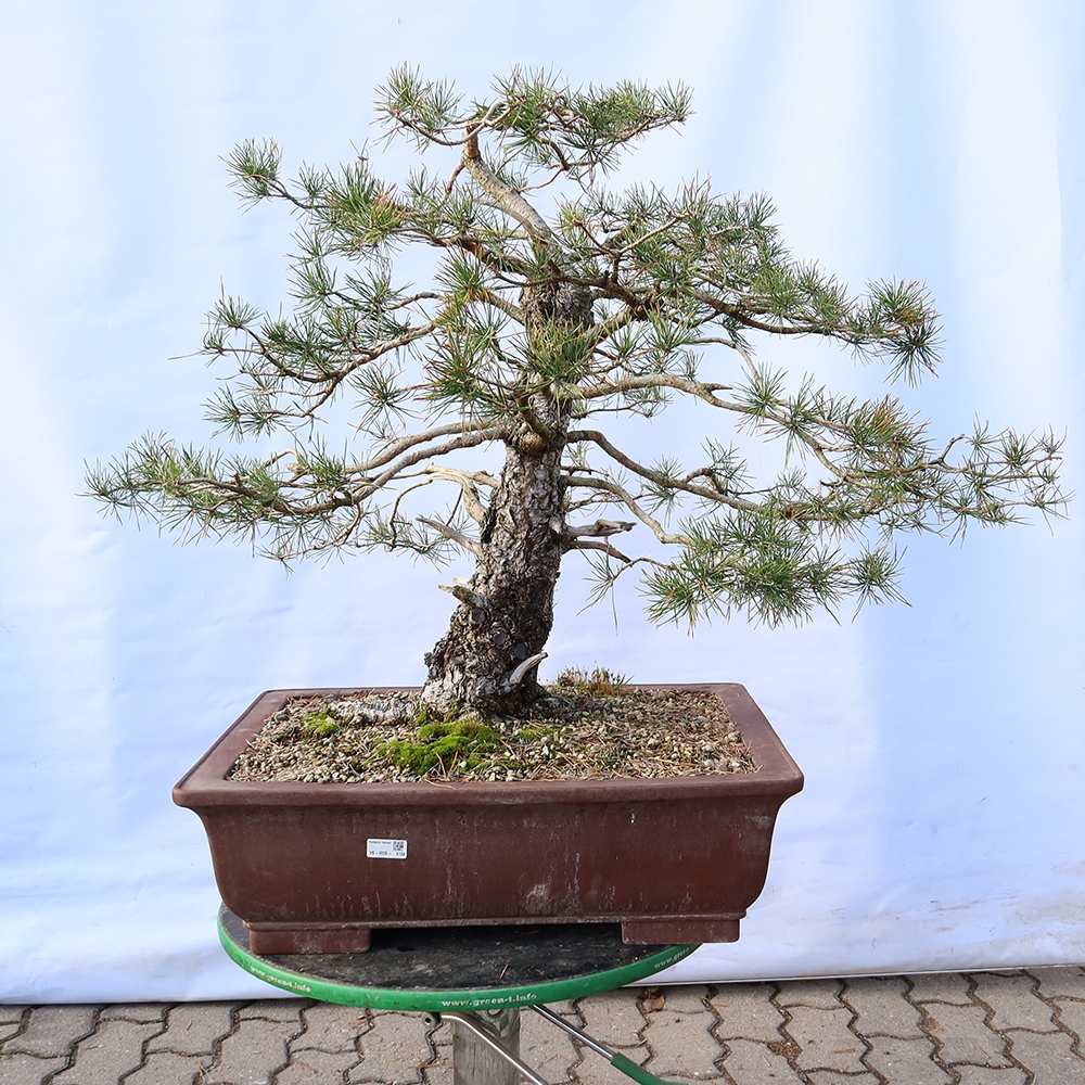 Pinus sylvestris Španielsko – borovica lesná