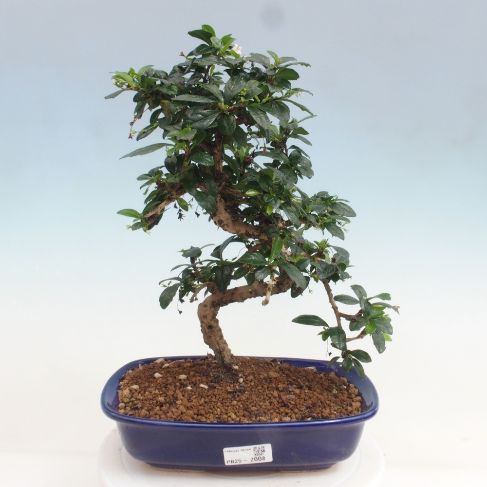 Izbová bonsai - Carmona macrophylla - Čaj fuki