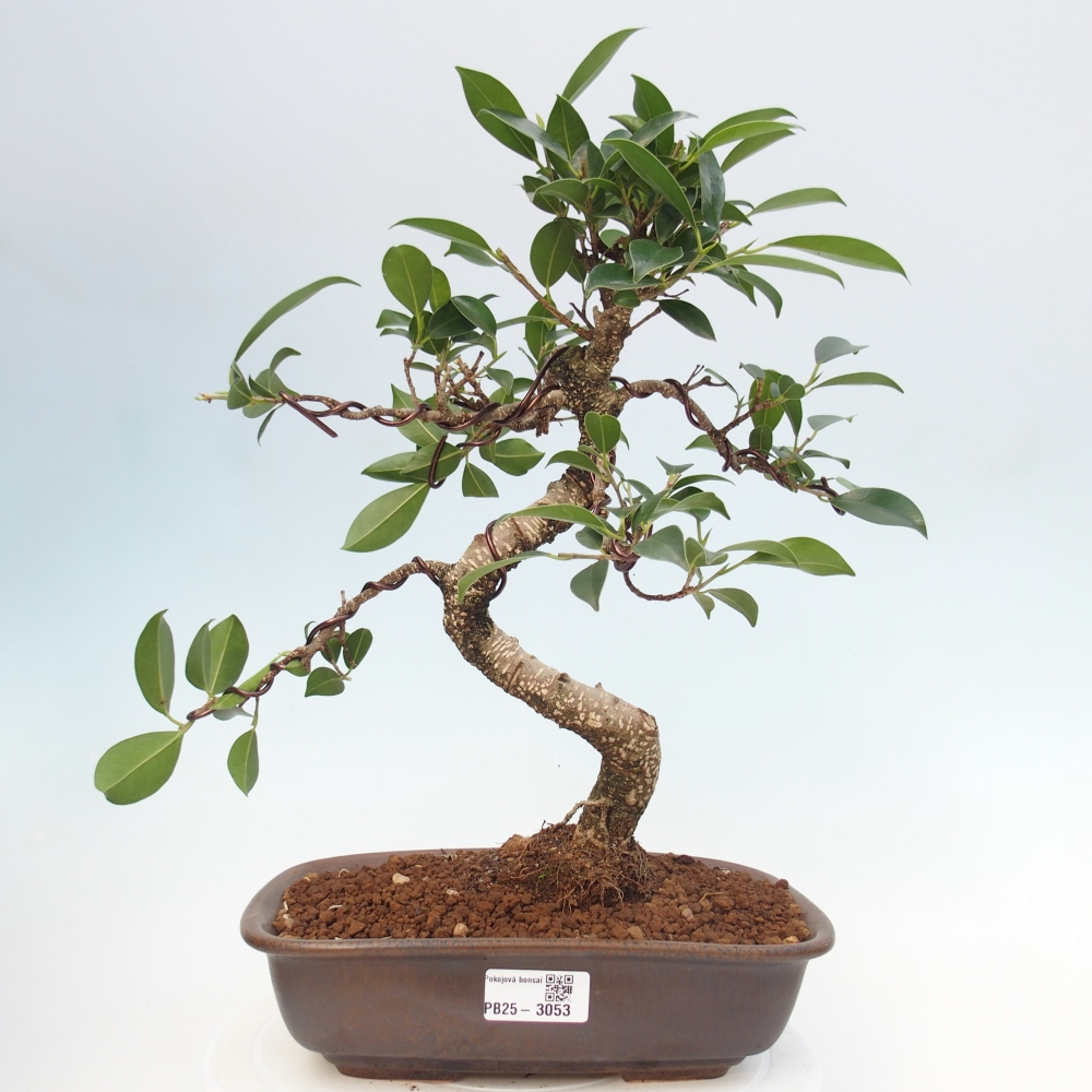 Izbová bonsai - Ficus kimmen - malolistá fikus
