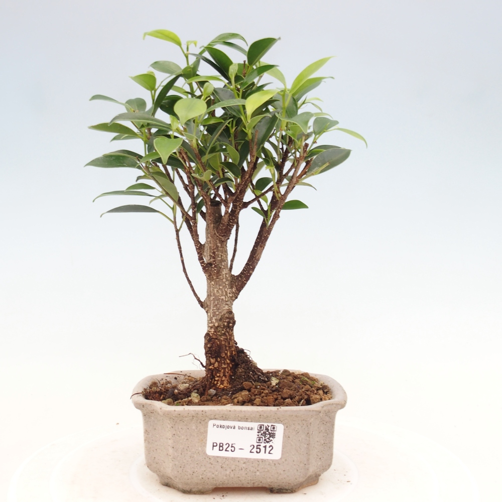 Izbová bonsai - Malolistý fikus - Ficus kimmen