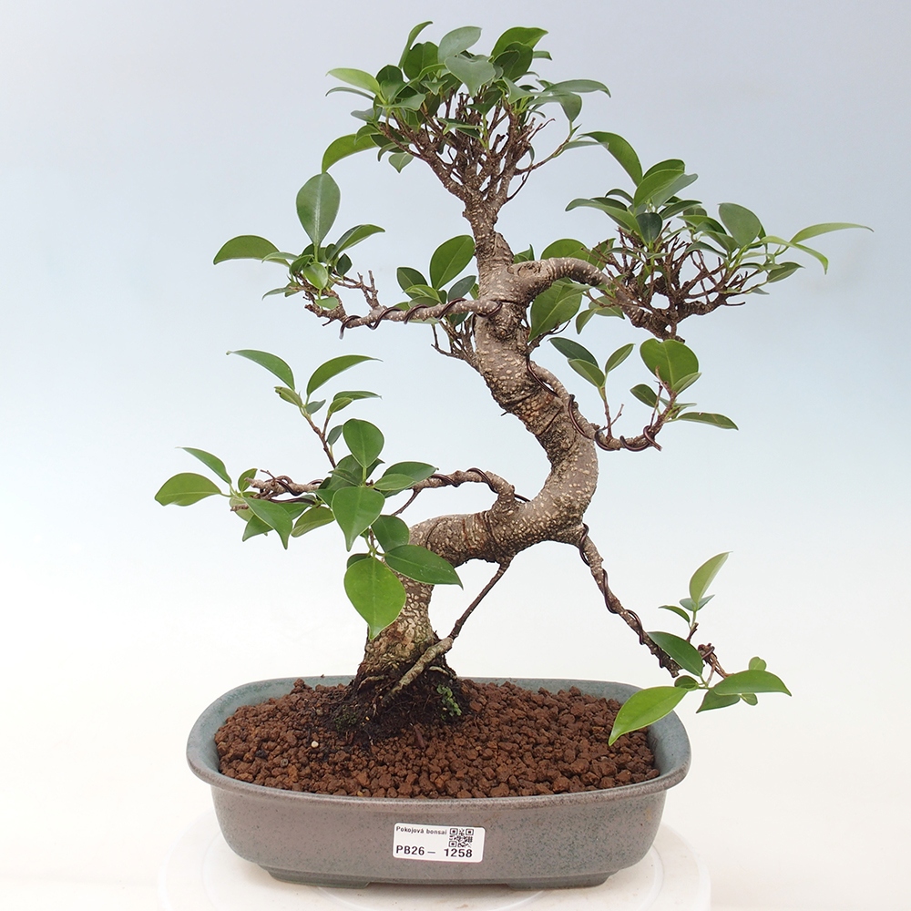 Izbová bonsai - Ficus kimmen - malolistá fikus