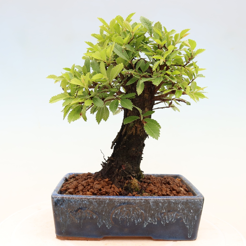 Vonkajšie bonsaje - Zelkova - Zelkova NIRE