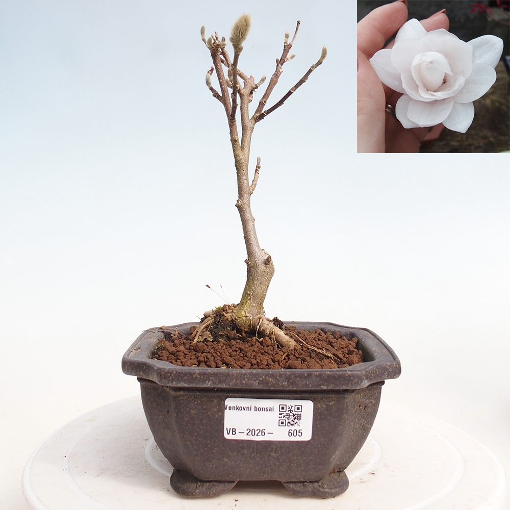 Vonkajšie bonsaje - Magnolia stellata
