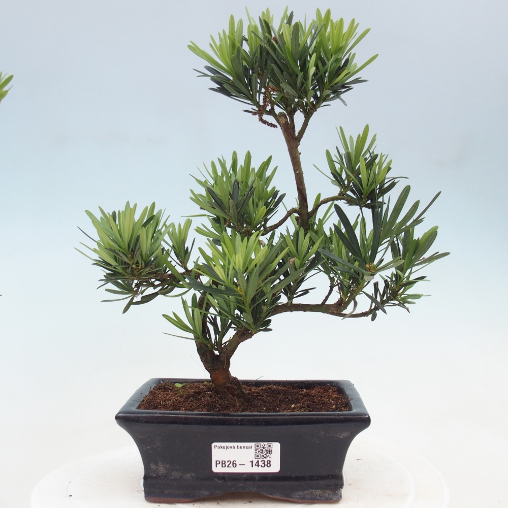Izbové bonsaje - Podocarpus - Kamenný tis