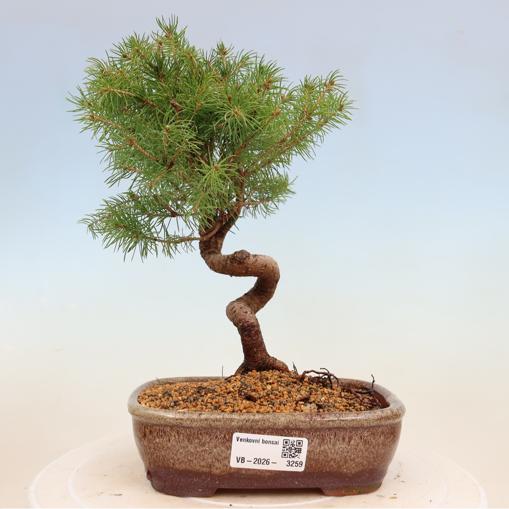 Vonkajší bonsai – Smrek sivý – Picea glauca globe