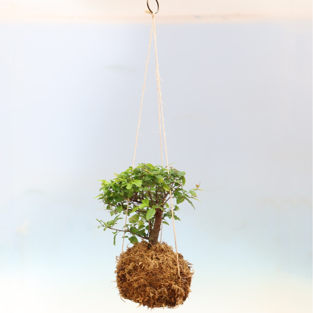Kokedama v keramike -Sagerecia čajová - Sageretia thea