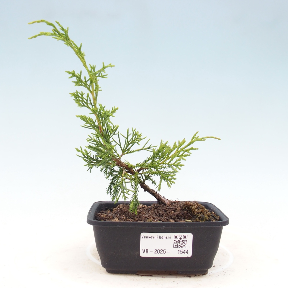 Vonkajší bonsai - Juniperus chinensis Itoigawa -Jalovec čínsky