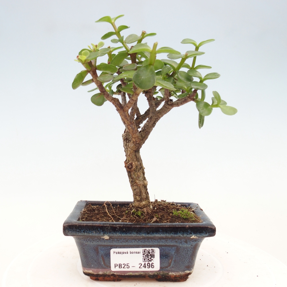 Izbová bonsai - Portulakaria Afra - Tlustice