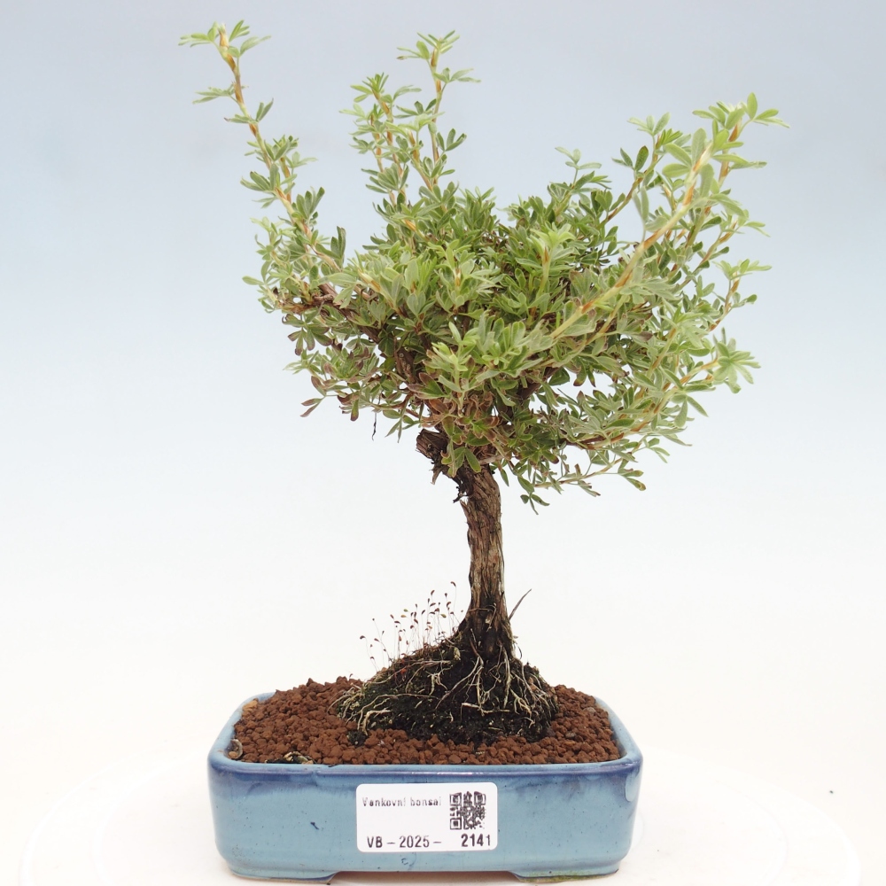 Vonkajšia bonsai-Nátržník krovitá - potentila fruticosa yellow Bird