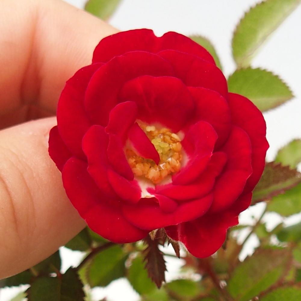 Vonkajší bonsai - Rosa Kordes - ruža