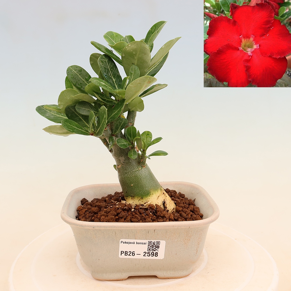 Izba bonsai – Adenium obesum Red Star – Púštna ruža