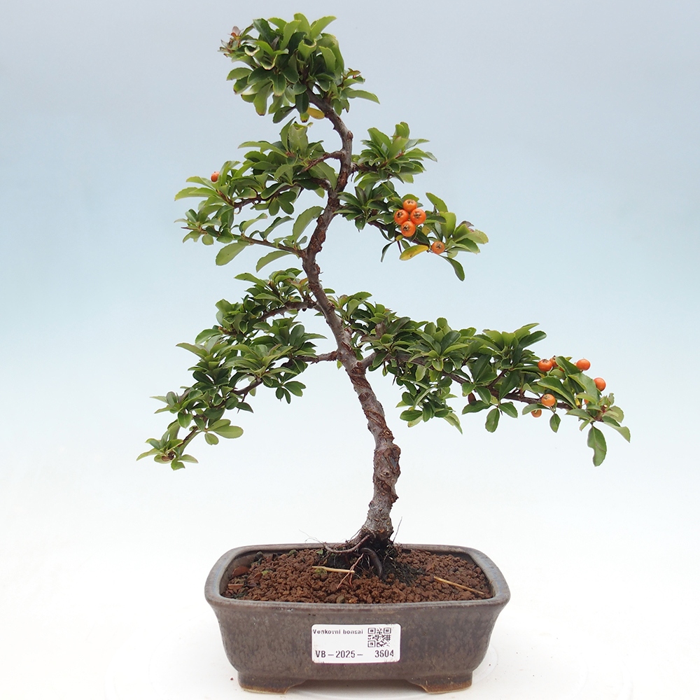 Vonkajšie bonsaje-Pyracantha Teton -Hlox
