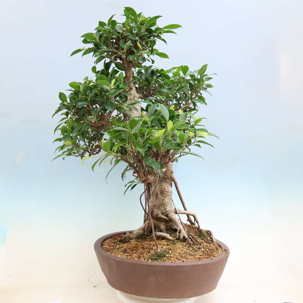 Izbové bonsaje - Ficus kimmen - drobnolistý fikus