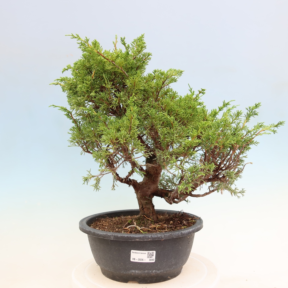 Vonkajší bonsai – Juniperus chinensis Itoigawa – čínsky jalovec