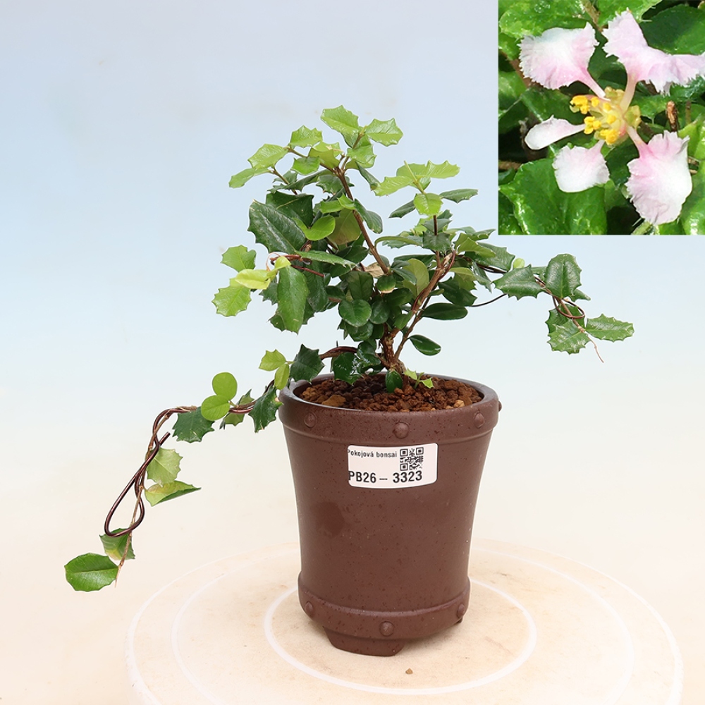 Izba bonsai – barbadoská čerešňa (Malpighia coccigera)