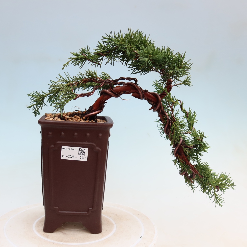 Vonkajší bonsaj - Juniperus chinensis Kishu